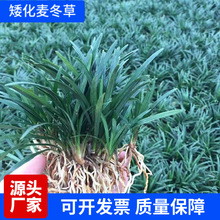 花镜绿化矮化麦冬玉龙草细叶麦冬草矮脚长叶麦冬苗耐阴植物地被