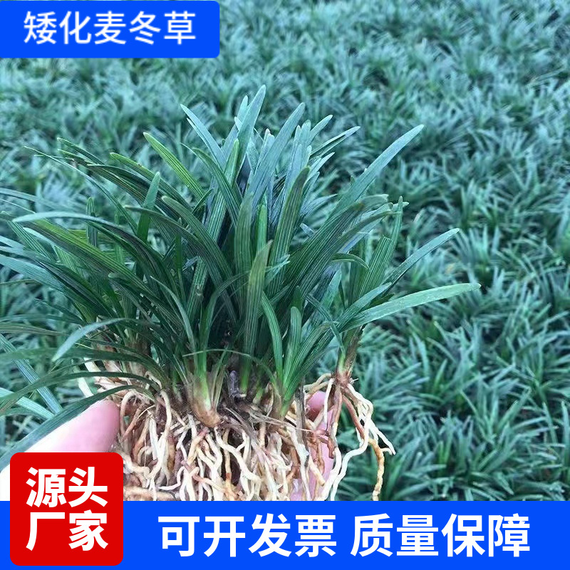 花镜绿化矮化麦冬玉龙草细叶麦冬草矮脚长叶麦冬苗耐阴植物地被