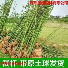 香樟树苗大小叶庭院驱蚊北方种植四季常青大型工程绿化苗木独立站