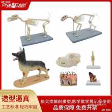 动物骨骼模型狗犬科头骨牙齿耳朵皮肤猫狗骨架解剖教学展示用品