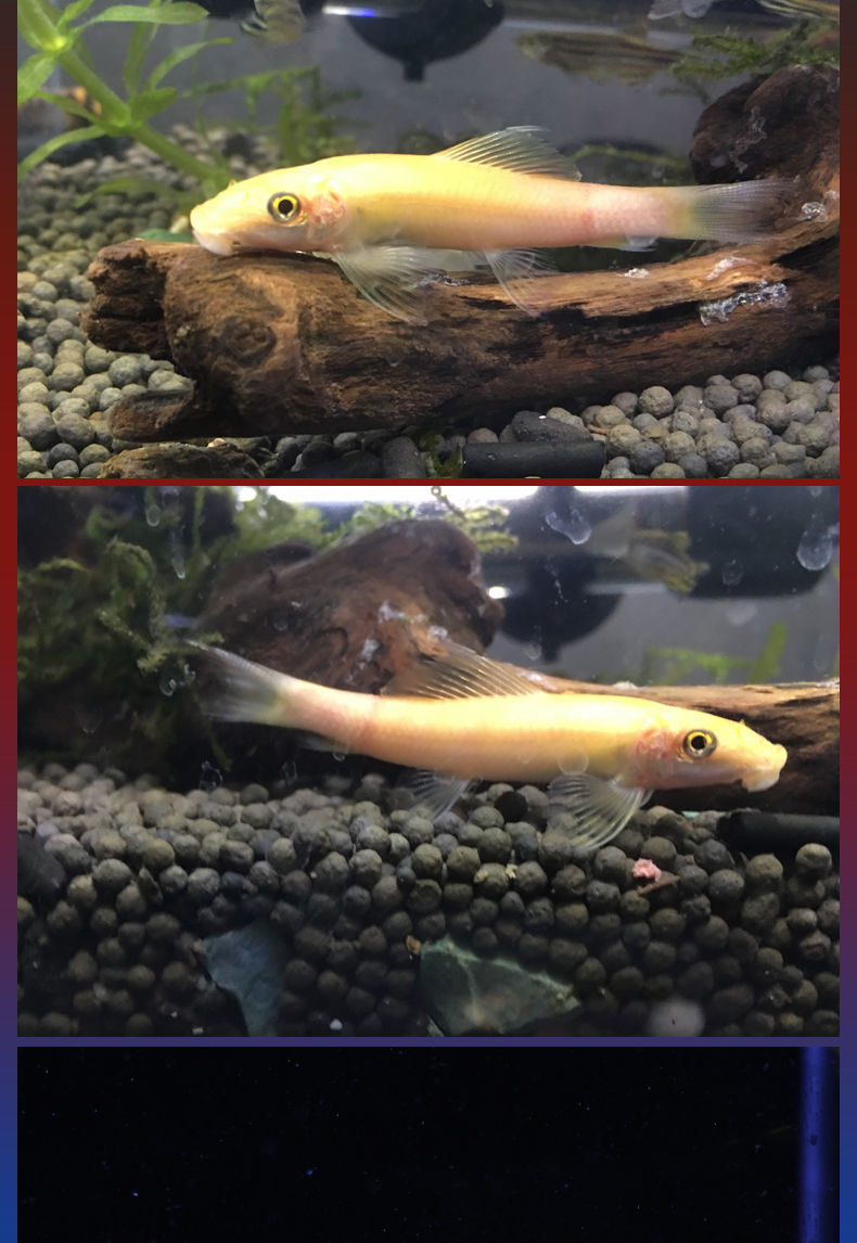 商品描述是否跨境出口专供货源否体型黄清道夫8-9cm1条,金苔鼠鱼(6