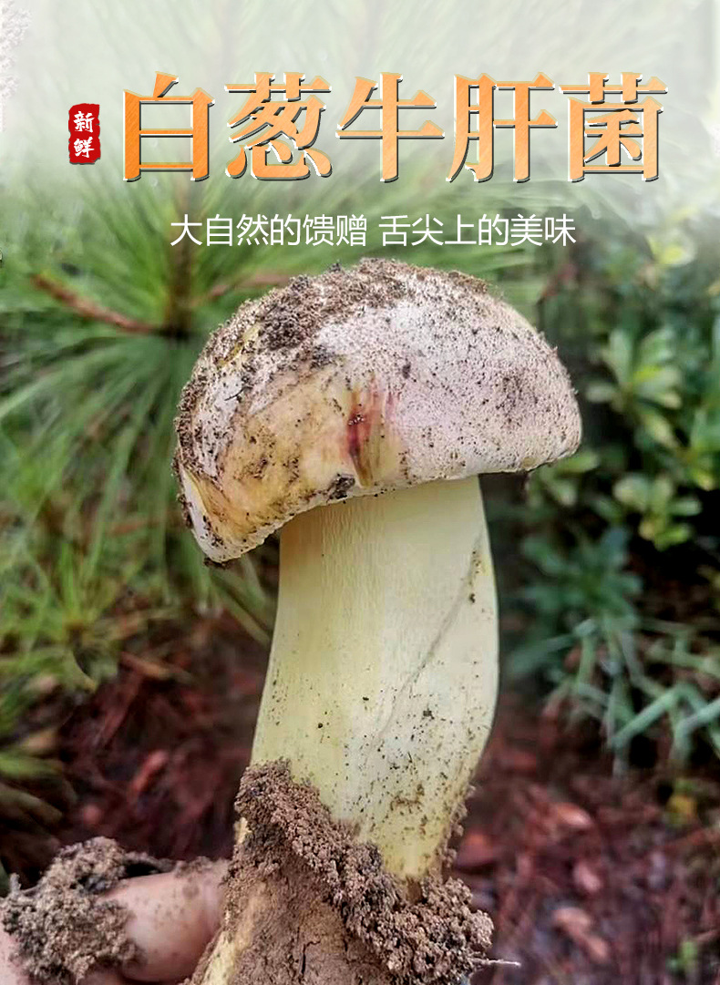 新鲜牛肝菌云南野生白葱牛肝菌见手青食用蘑菇现货批发代发