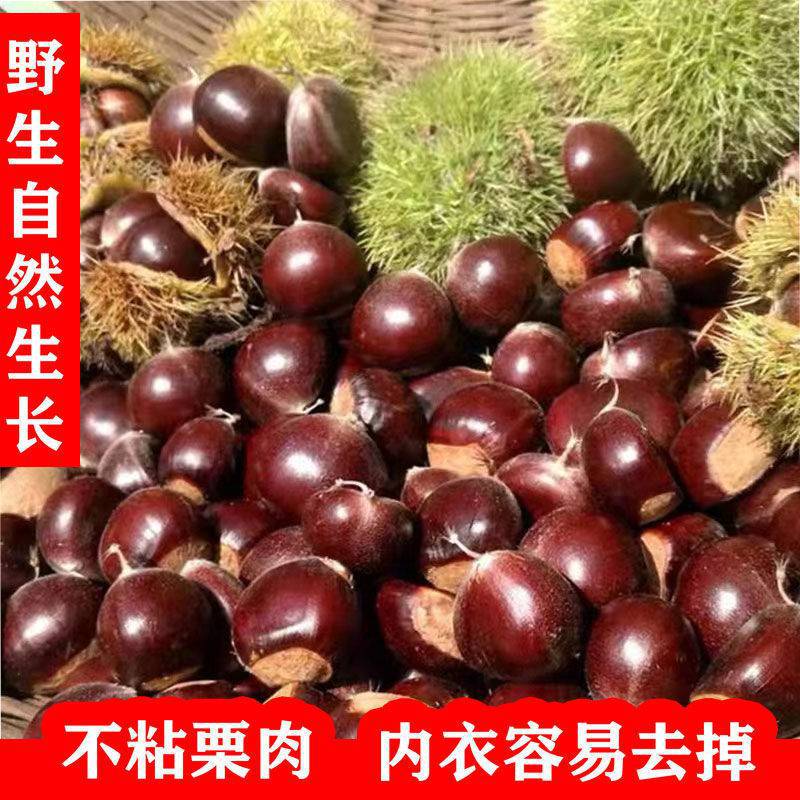 野生小板栗毛栗子小油栗新鲜生毛栗子山栗子1/2/4斤批发包邮