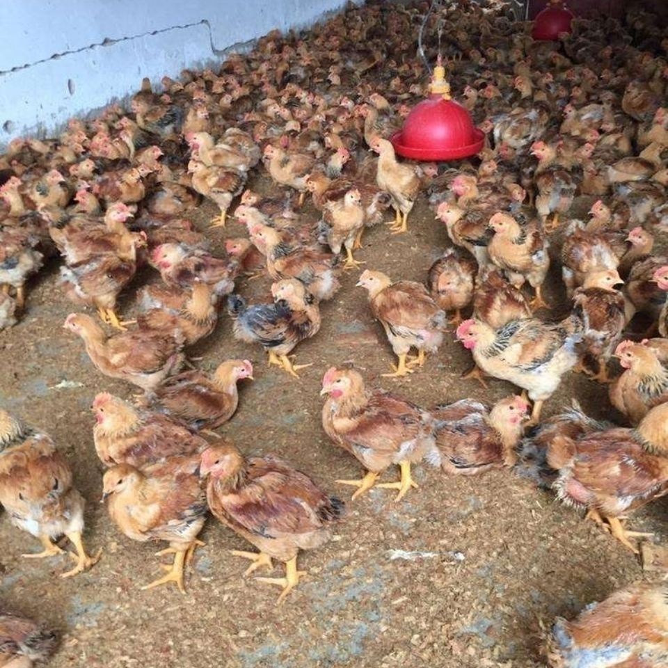 活体鸡仔草鸡散养小鸡仔脱温鸡半大鸡家养批发零售