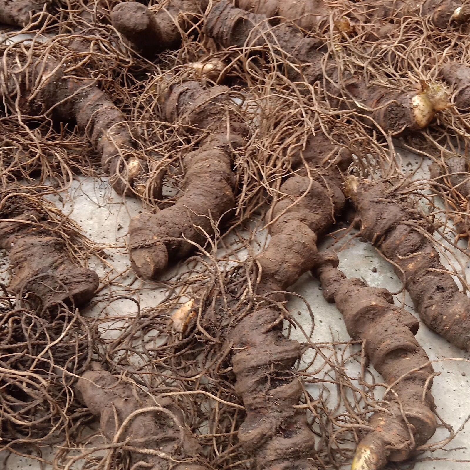 新鲜野生大个头重楼云南粉质滇重楼大个头七叶一枝花