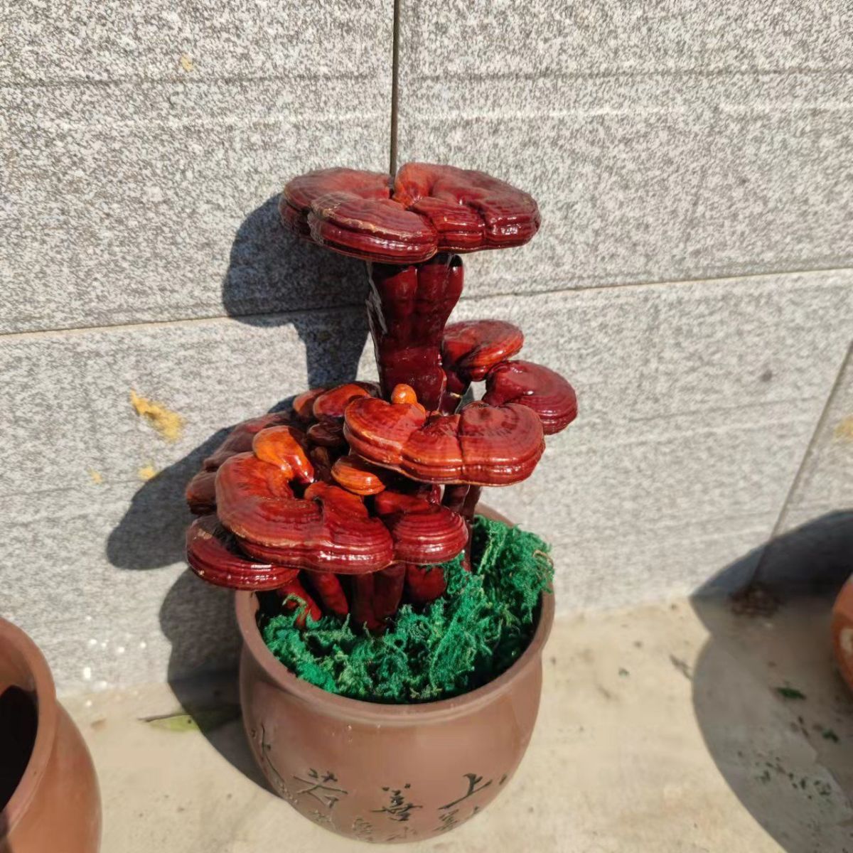 灵芝盆栽灵芝盆景灵芝摆件活体灵芝特大灵芝大号种植盆栽灵芝花卉