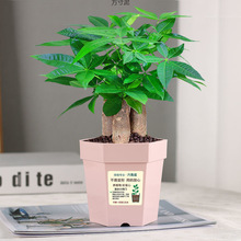 发财树盆栽室内客厅桌面绿植小盆景大发财树苗金钱树办公室植物厂