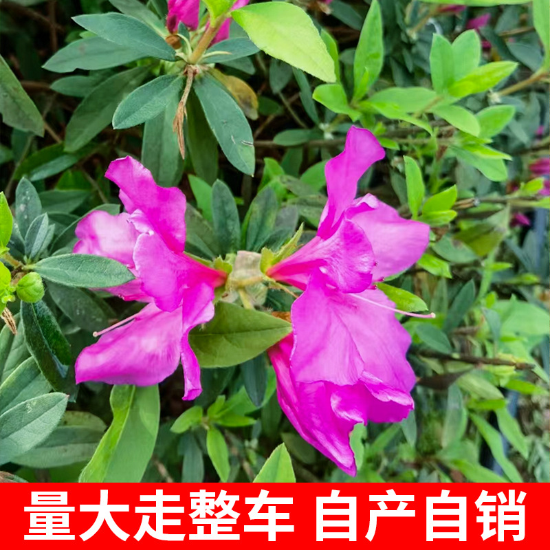 杜鹃毛鹃夏娟春娟苗带花苞四季开花比利时杜鹃庭院绿化苗木原产地