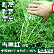 雪里红种子雪里蕻菜种雪菜种子芥菜籽种易种植庭院农田菜园可盆栽