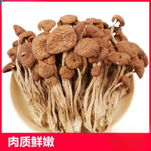 福建茶树菇干货级特新鲜蘑菇商用批发不开伞营养菌菇类炖汤火锅