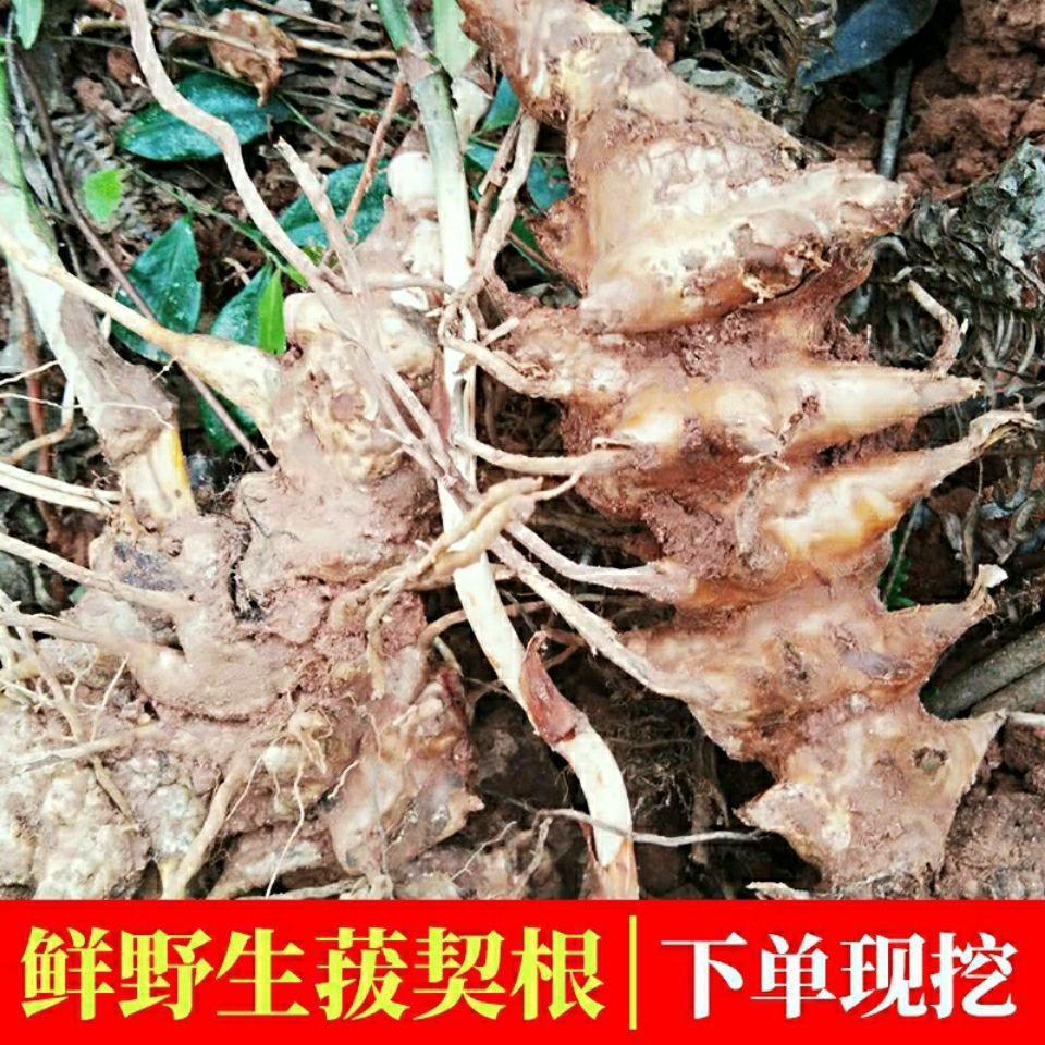 新鲜菝葜500克金刚刺 金刚藤根拔葜 菝契煲汤原料金刚藤片邮真货