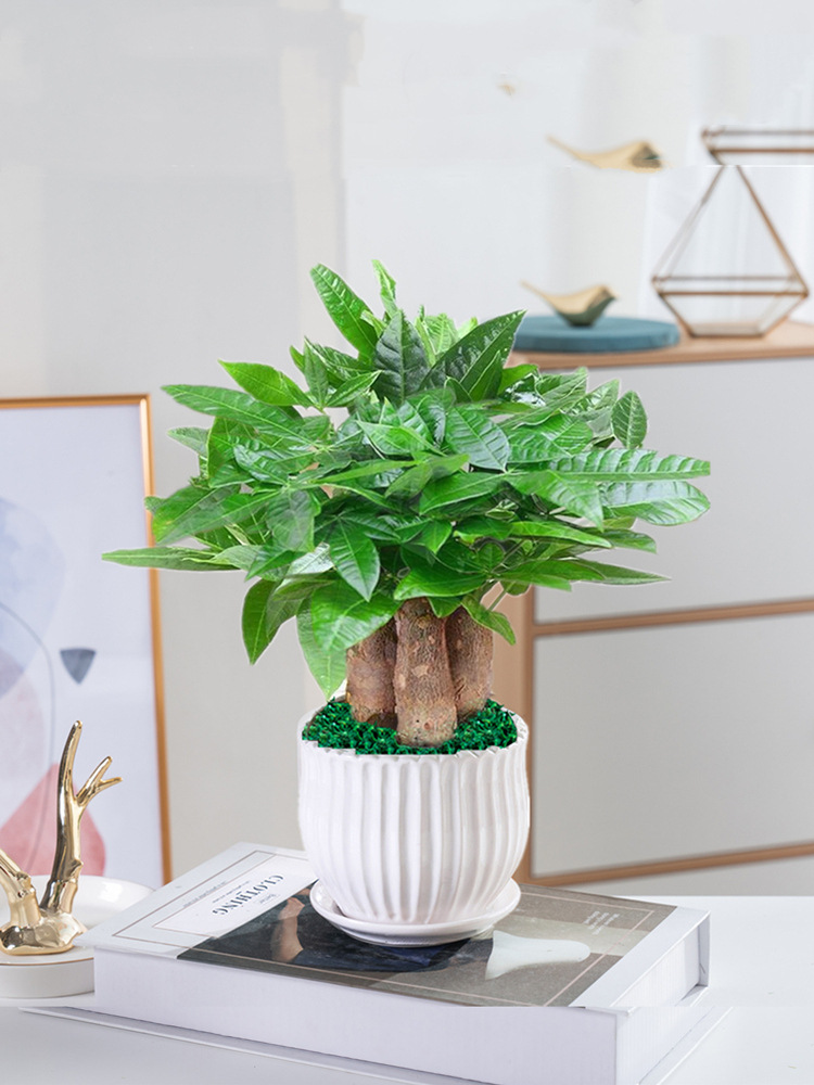 发财树盆栽植物室内客厅绿植小盆景四季常青办公室好养小盆栽花卉