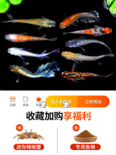 观背青鳉观赏鱼冷水鱼苗魔法鱼小型锦鲤金鱼淡水鱼不打氧好养活体