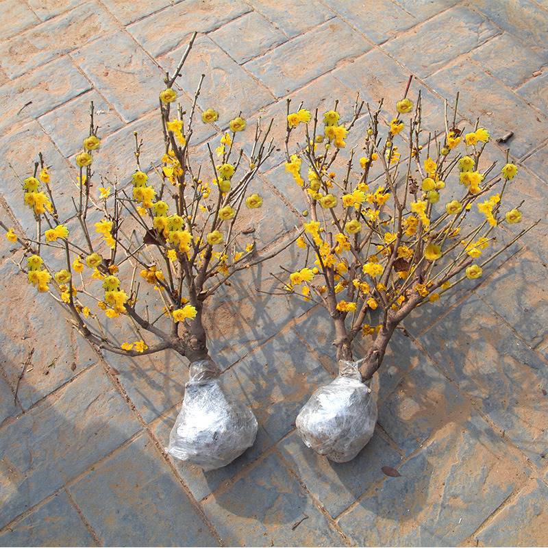 腊梅盆栽浓香梅花树苗带花苞腊梅老桩盆景耐寒植物室内外阳台庭院