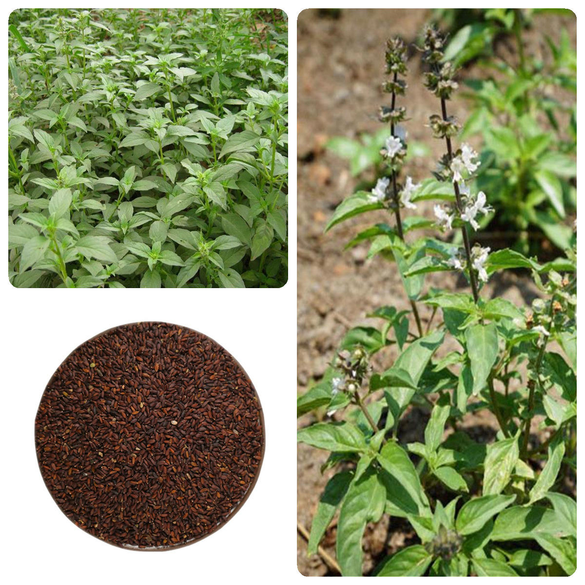 批发荆芥种子中药材种子小叶新芥籽种籽发芽好易种植产量高饱满