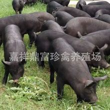 藏香猪幼崽莱芜黑猪苗小猪仔农家散养土黑猪 肉猪养殖技术包邮