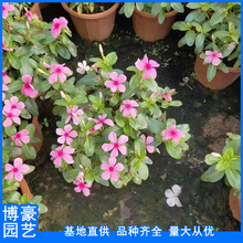 长春花盆栽 基地批发 长春花小苗 长春花袋苗 量大从优