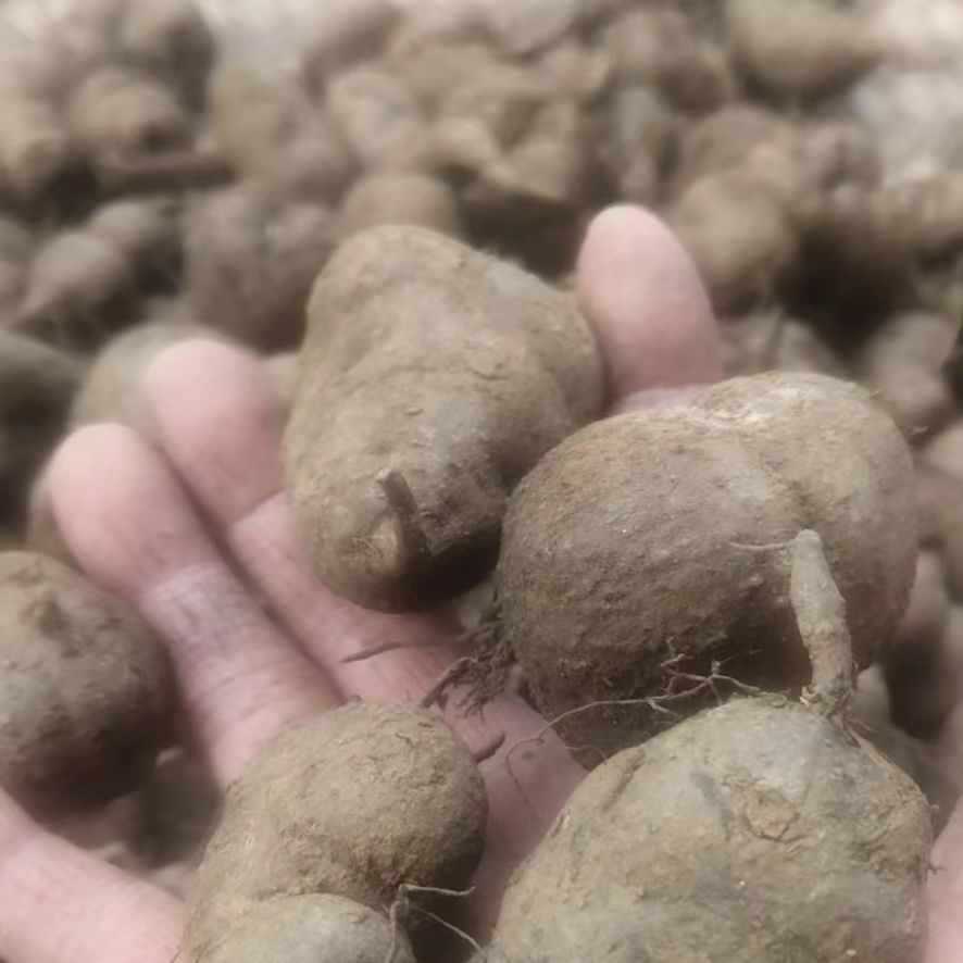 三叶青金丝吊葫芦石老鼠崖爬野生葫芦食用产地直销中药材新鲜大个