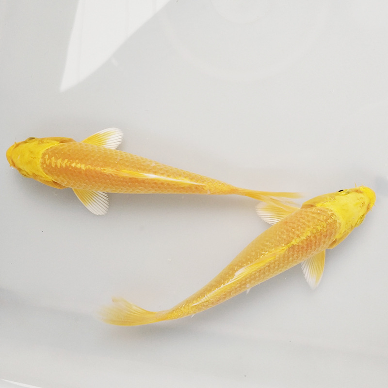 黄金锦鲤活鱼苗冷水观赏鱼易活小型金鱼淡水发财耐活好养龙凤锦鲤