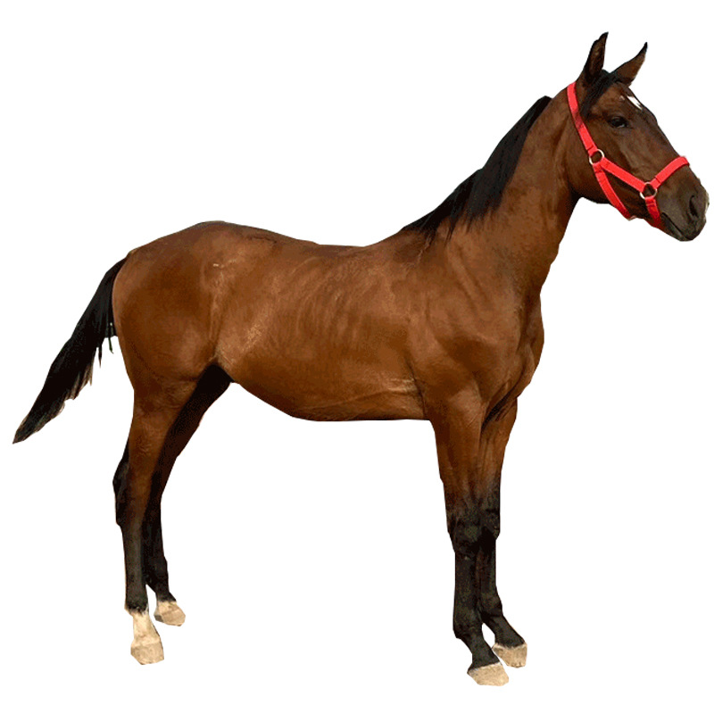 供应马匹 婚庆旅游区用马 活马 骑乘马 比赛用马