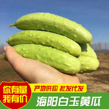 厂家新品供应批发当天现摘新鲜蔬菜水果生吃脆嫩山东海阳白玉黄瓜