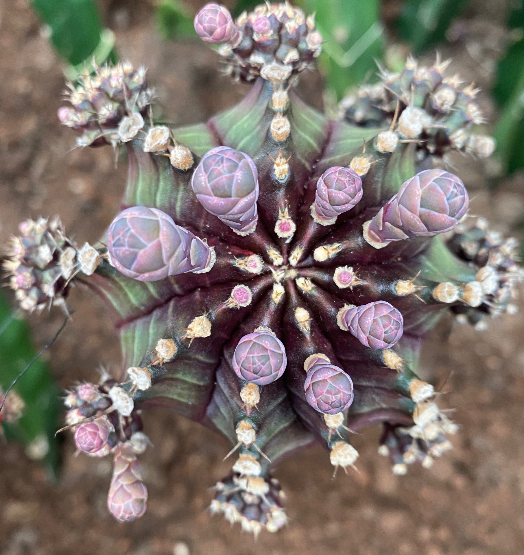 黑牡丹 不带锦 仙人球 白色花 多肉植物盆栽 办公室盆 基地批发