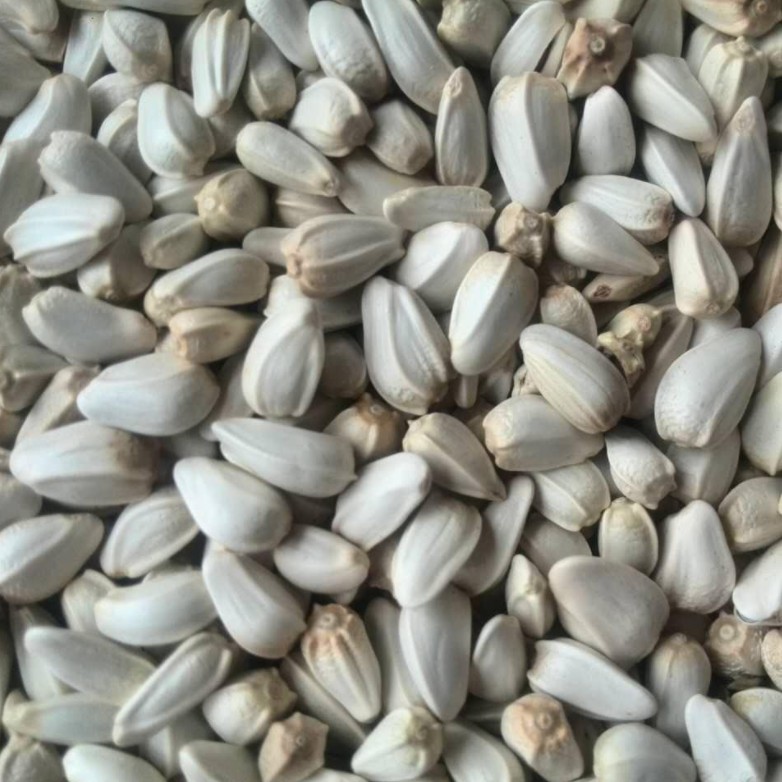 红花籽 红花子熟红花籽一件代发-阿里巴巴