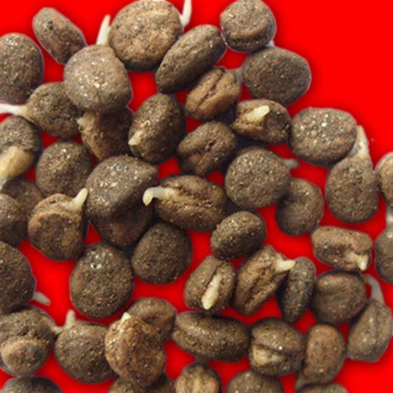 人参种子 人参籽 西洋参籽 发芽参籽-阿里巴巴