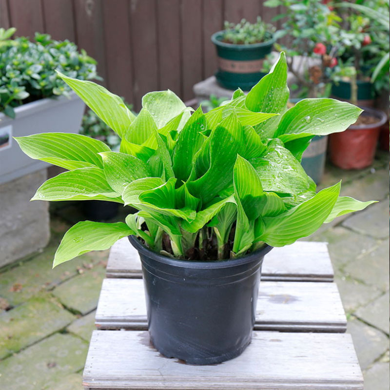 金叶边青叶花叶玉簪花苗观叶阳台多年生耐旱庭院植物花卉阳台盆栽