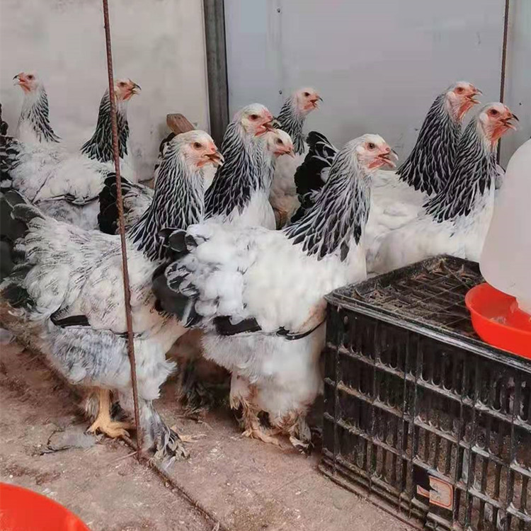 婆罗门鸡一只有多重 婆罗门鸡苗价格 梵天鸡 观赏鸡养殖场-阿里巴巴