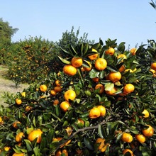 品质蜜桔厂家直销，品质蜜桔mandarin orange