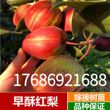奇红早酥梨 红梨果树苗 早酥红梨嫁接梨子树苗南方北方种植水果梨