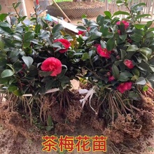 茶梅花苗茶梅球阳台盆栽花卉植物四季常青花开不断室外庭院绿化苗