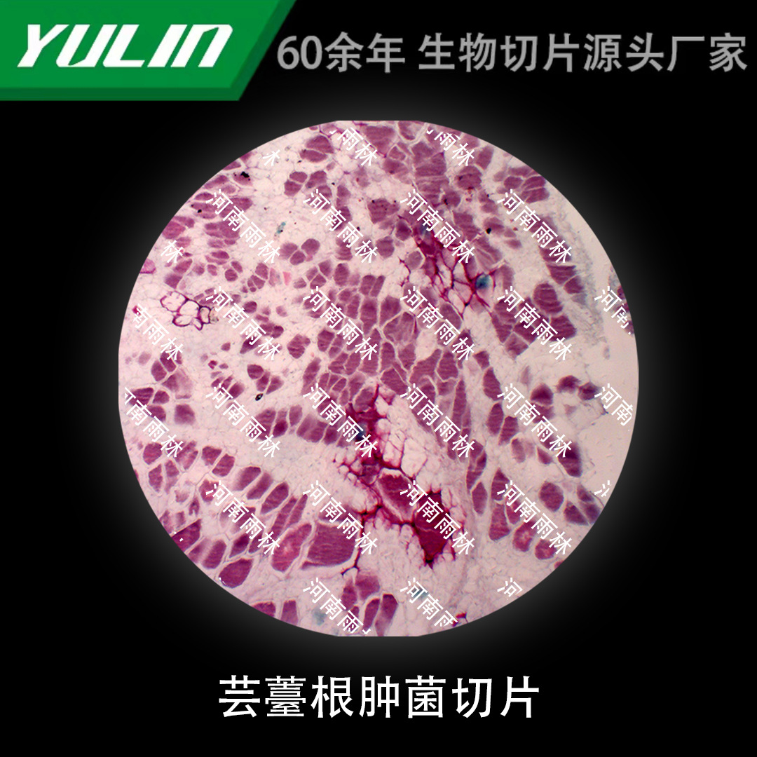 芸薹根肿菌切片生物显微镜标本动物植物细胞载玻片观察实验高校