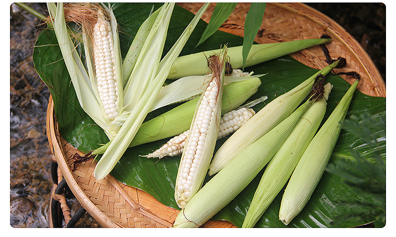 云南拇指小玉米 代餐袖珍甜玉米真空 西双版纳老品种白糯拇指玉米