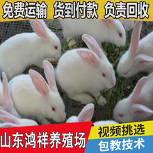 大型肉兔养殖场 低价促销高产活体肉兔 送货上门 活体肉兔价格