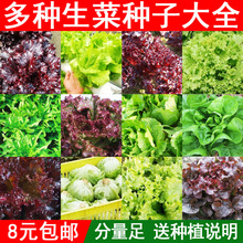 生菜种籽蔬菜种子罗马生菜孑四季紫叶蔬菜红叶阳台奶油生菜结球籽
