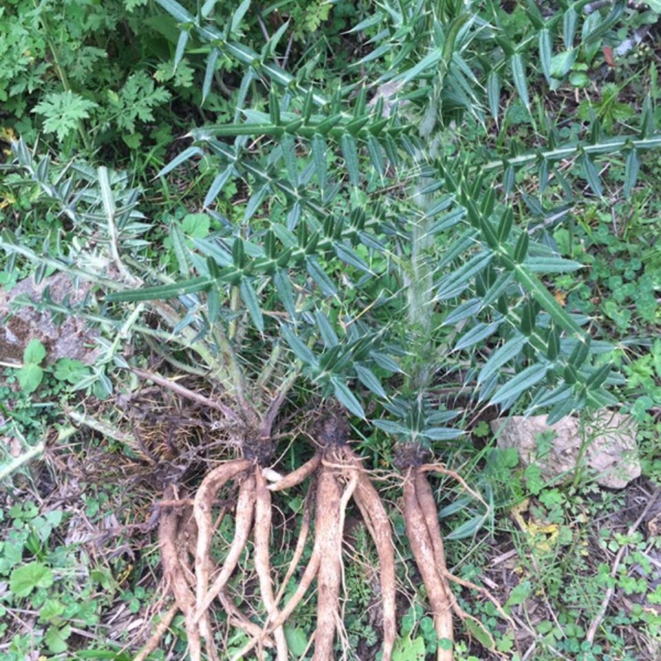 贵州省大蓟根马刺根刺萝卜恶鸡婆自生自长现挖现发一斤包邮