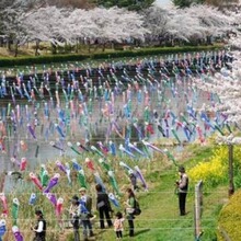 鲤鱼旗批发 日本鲤鱼旗和风鲤鱼旗端午节鲤鱼旗 鲤鱼幡料理店富贵