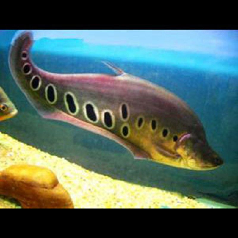 七星刀鱼活体黄金白化金刀魔鬼刀银龙鱼好养耐活大型观赏鱼包邮