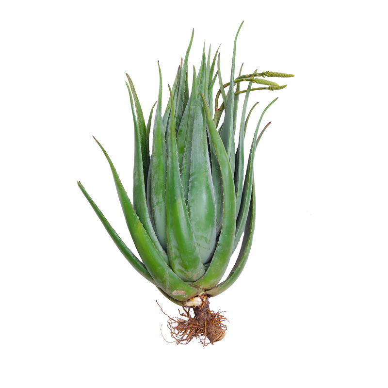 库拉索大芦荟多肉植物盆栽室内净化空气吸甲醛补水灌肤美容院专用