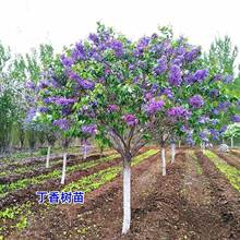 一件代发丁香花树苗浓香花苗花卉植物耐寒庭院四季室外别墅白紫丁