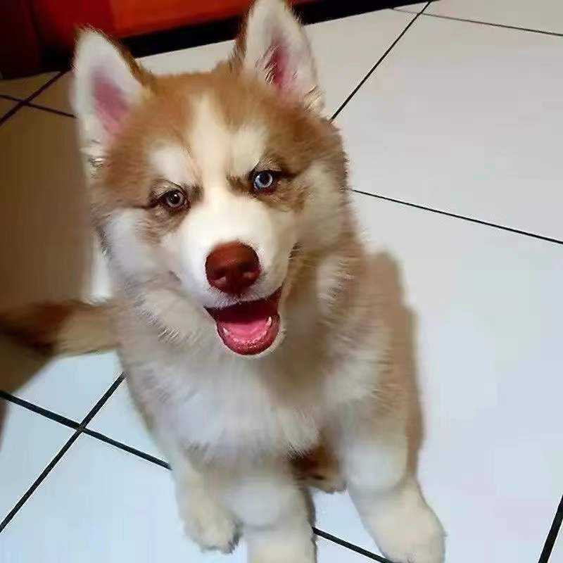 哈士奇幼崽雪橇犬蓝眼异瞳二哈幼犬便宜哈士奇活狗宠物狗巨型
