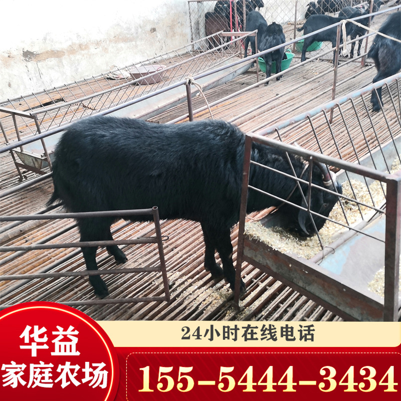 直销出售黑山羊养殖场 供应波尔山羊羔种羊黑山羊市场价格-阿里巴巴