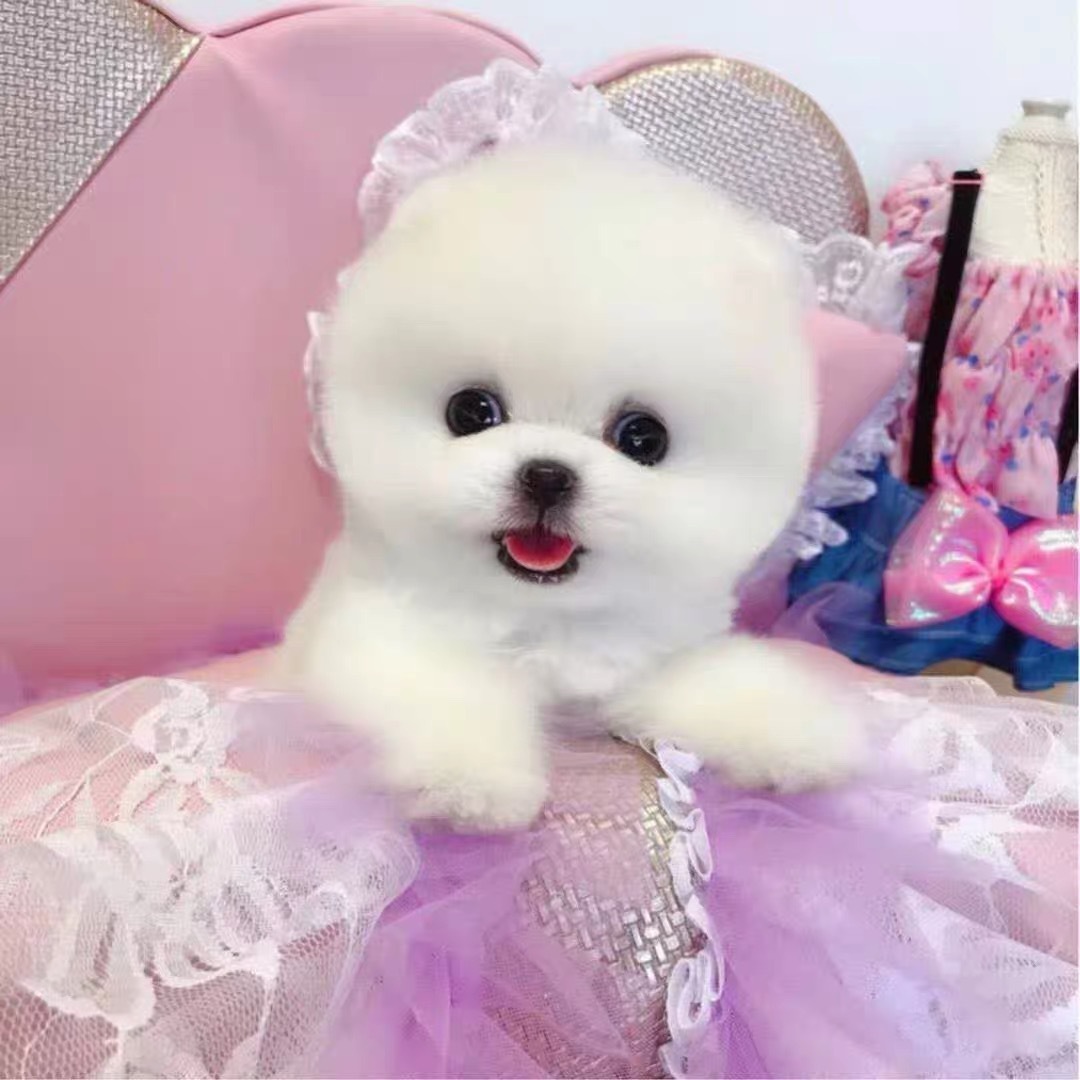 纯种博美犬幼犬活体长不大茶杯犬白色博美俊介小型犬家养宠物狗狗