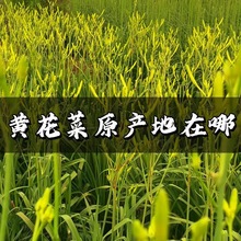 黄花菜干黄花菜 金针菜农家自产黄花菜天然无硫 祁东特产