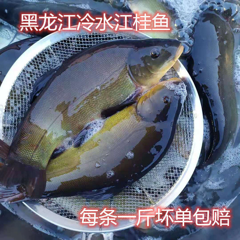 黑龙江特产冷水丁桂鱼铜锣鱼-阿里巴巴