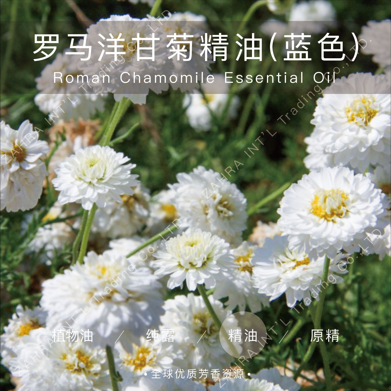 英国进口罗马洋甘菊单方精油蓝色