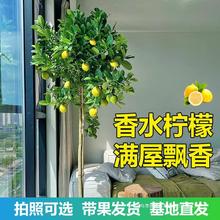 香水柠檬树盆栽大型绿植客厅室内阳台四季花果可食用净化空气网红