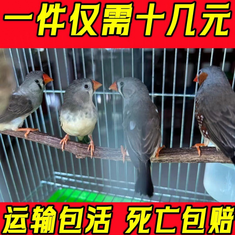 珍珠鸟宠物活物灰白文鸟七彩文鸟灰白珍珠活鸟萌宠物鸟一对小鸟活